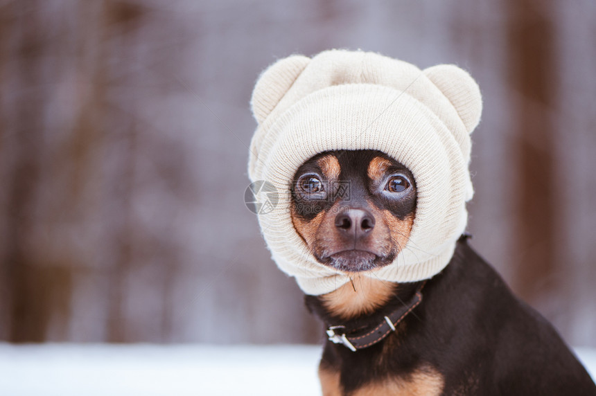 一只戴帽子的狗一只冬季森林里图片