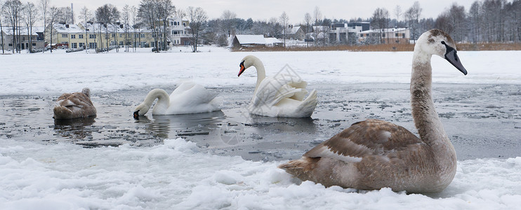 一群天鹅从寒冷中冻僵在村庄附近的冬季冰湖上图片