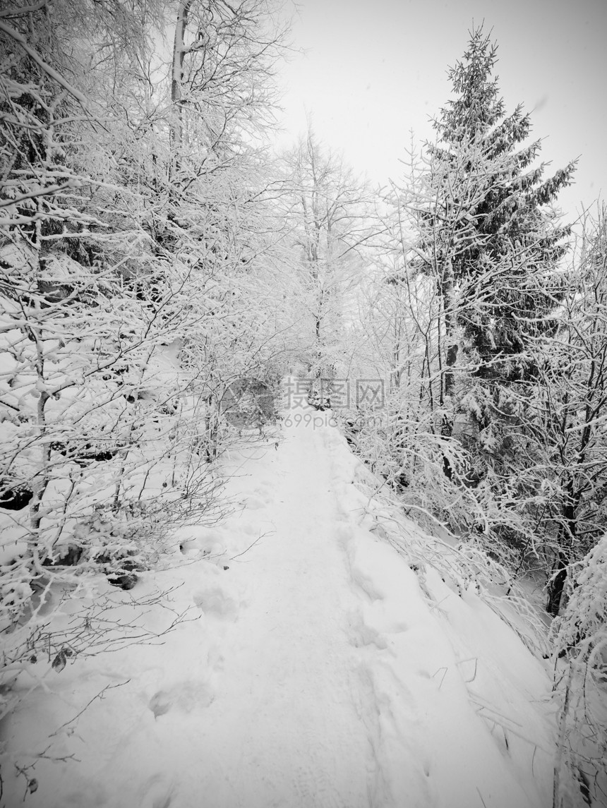 减少穿过森林的雪道山坡上的冬天黑暗和雾蒙的森图片