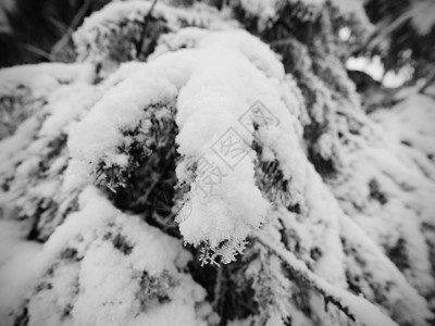 减少穿过森林的雪道山坡上的冬天黑暗和雾蒙的森图片