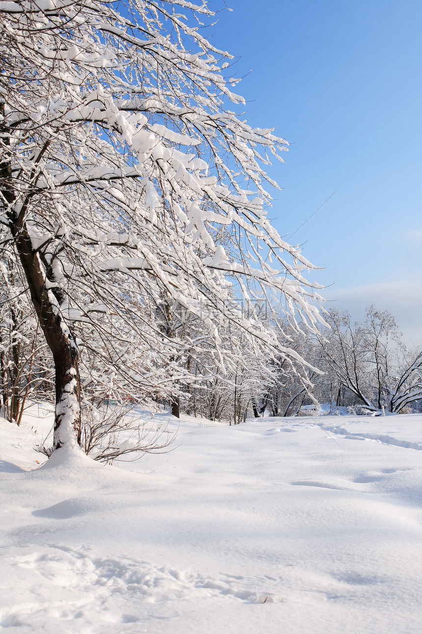 冬季背景在雪下与蓝图片