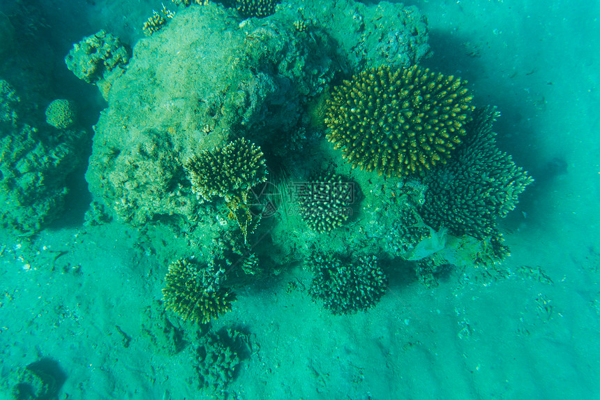热带鱼和红海珊瑚礁图片