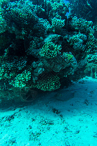 蓝水背景下热带海中软硬珊瑚和外来鱼类anthia图片