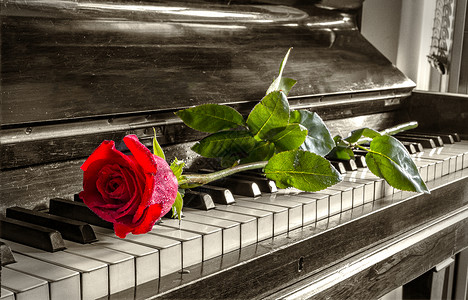 大钢琴钥匙上的红背景图片