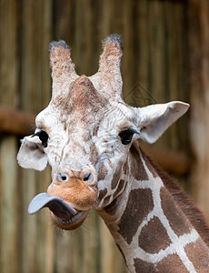 美丽的成年长颈鹿头图片
