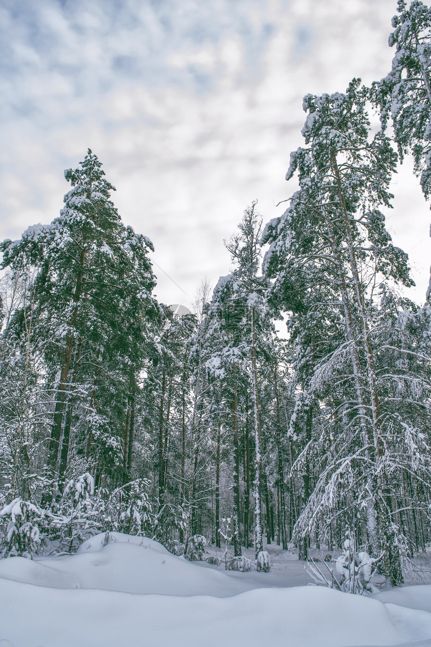 冻的冬季森林有图片