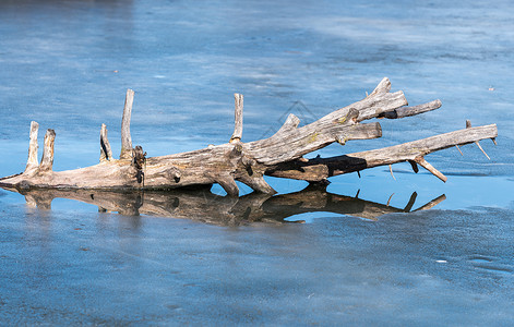 冻湖中的老干树枝图片