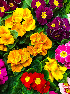 从五颜六色的春天花朵报春花的朵背景工作室照片图片