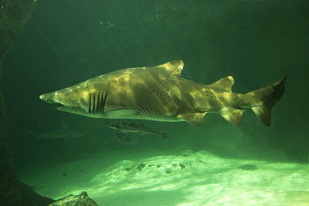 沙虎鲨鱼灰色护目鲨斑点大牙鲨鱼蓝圈沙虎Carkarist图片
