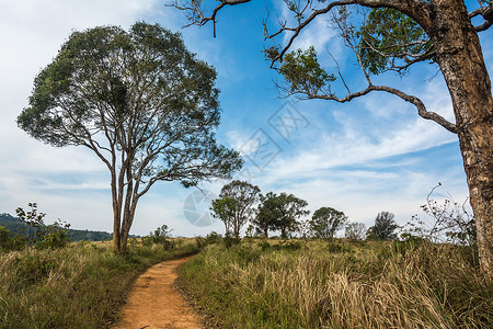 Meadow与树的景观KhaoYai图片