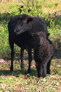 黑羊和羔图片