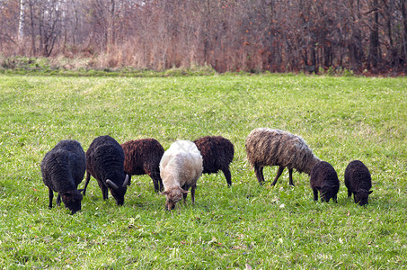 牧中的羊群背景图片