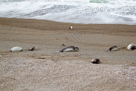 巴尔德斯半岛卡莱塔瓦尔德斯海滩上的海狮图片