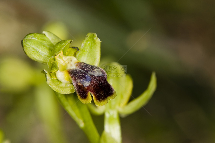 兰花Ophryscinereopyi图片