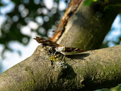 蝴蝶张开翅膀坐在树上图片