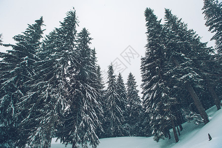 冬季森林有雪覆图片