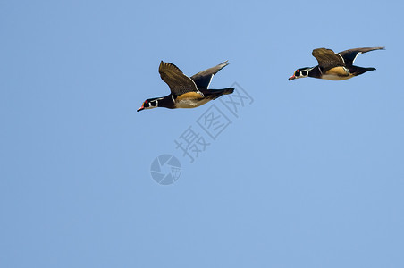 一对在蓝天中飞翔的木鸭图片