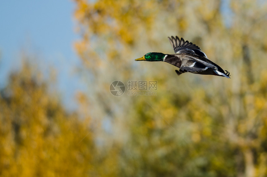 雄野鸭飞过金秋树图片