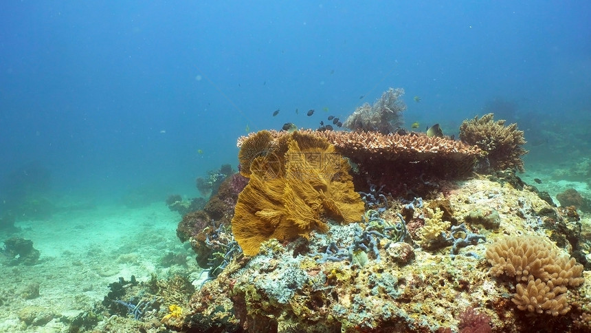 鱼和珊瑚礁珊瑚礁上的热带鱼美妙而美丽的海底世界图片