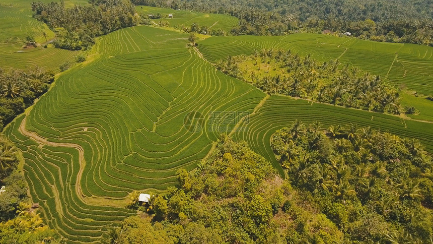 水稻梯田农田鸟瞰图水稻种植园露台农民的农业用地印度图片