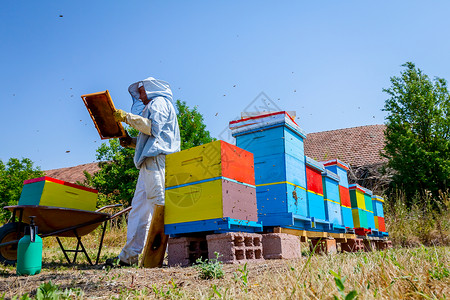 养蜂人正在取出木框上的蜂窝从蜜蜂巢中提图片