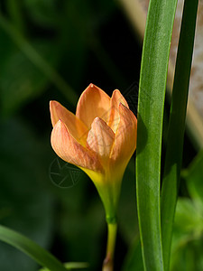 美丽的百合雨花Zephyranthes图片