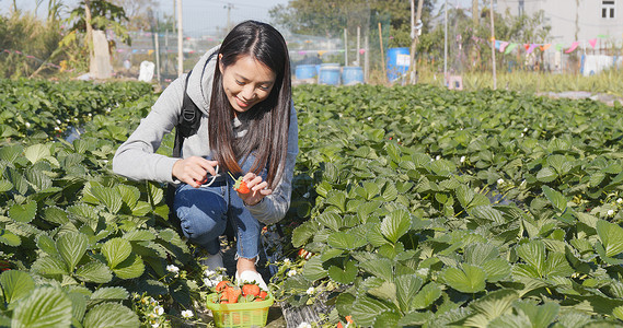 在田里采草莓的快乐女人图片