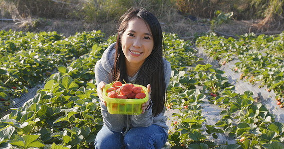 在田野里采草莓的女人图片