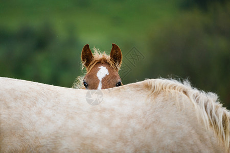 小马驹躲在草地上的母亲背后图片