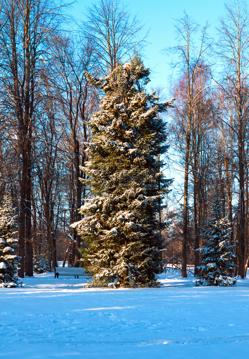 冬日白雪皑的公园里的树图片