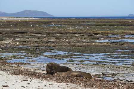 福克兰群岛卡尔斯岛沿岸的南海狮子Otariaflavesc图片