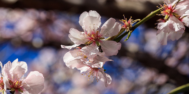 春花杏仁或樱桃树开花背景模糊有详图片