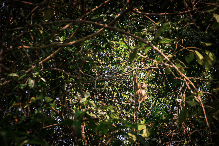 长臂猿在森林里泰国图片