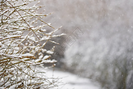 美丽的冬季节背景冰冻的自然照片笑声图片
