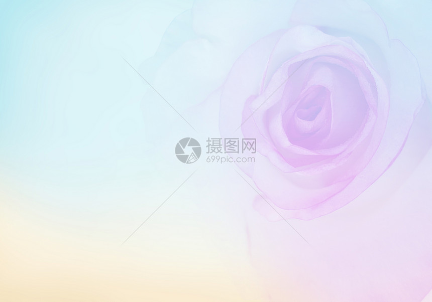 带有模糊玫瑰柔和色彩的邀请卡婚礼卡模板花卉背景用鲜图片
