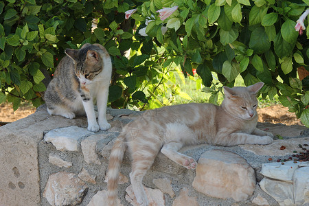 两只猫在石墙上绿叶背图片