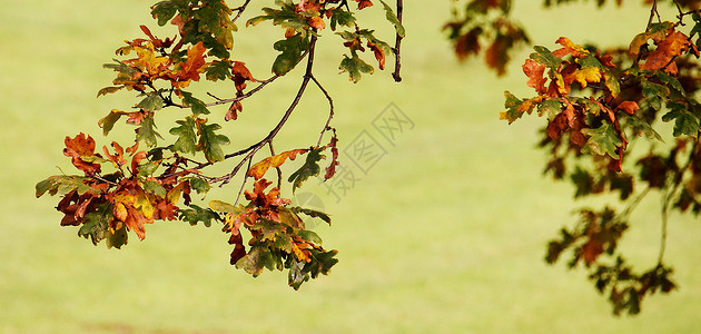 公园里的秋天红叶和树木图片
