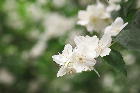 鲜花中的苹果树白花和绿叶紧闭春季自图片