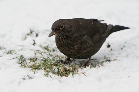 地球上的欧亚黑鸟雌在冬天的图片