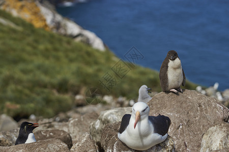 在福克兰群岛西点岛悬崖上与洛克舍企鹅EudyptesChrysocome一起筑巢的黑斑型信天翁Thalassarchemelan背景图片
