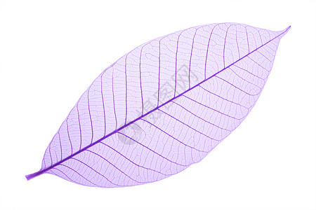 白底紫色装饰骨架叶背景图片