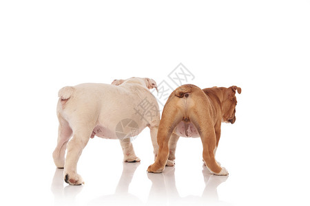 两只英国公牛狗背面的景象看着白背景图片