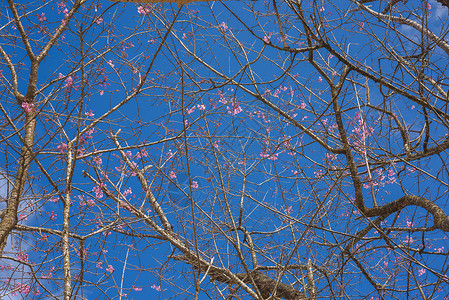 春天的樱花粉红色的花朵蓝天图片