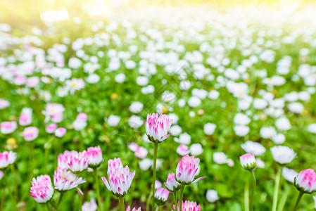 绿色草地上的雏菊花图片