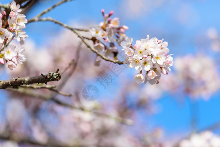 春天美丽的樱花佐仓图片