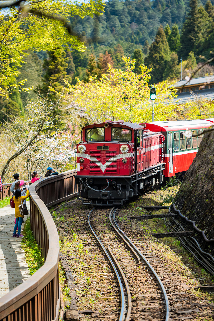 春季在阿里山风景区Alish图片