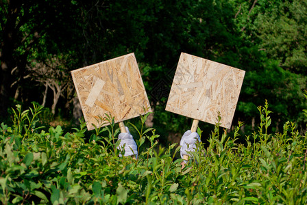 白手套服务员的手持两个木制广场板或一个在夏季日绿树和木背景上签有木图片