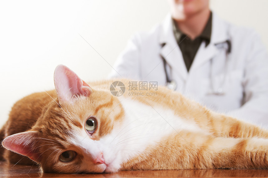 养猫的兽医图片