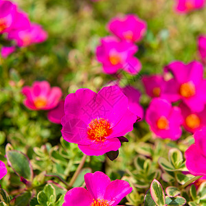 美丽的粉红玫瑰花盛开PortulacegrandifloraPort图片