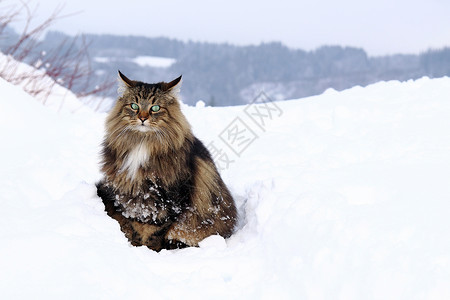 一只挪威猫冬天在户外的大雪中图片